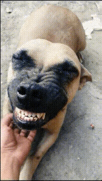 图一：狗子这是怎么了？捡到宝了还是怎么样，开心的跟什么一样。
图二：原来泡面是这