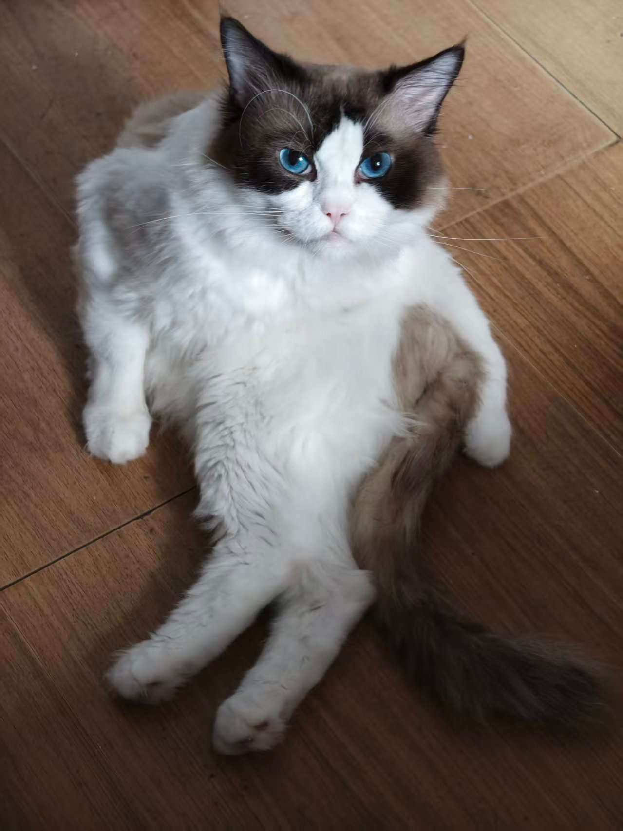 咪的身材很曼妙拾伍的猫奴生活