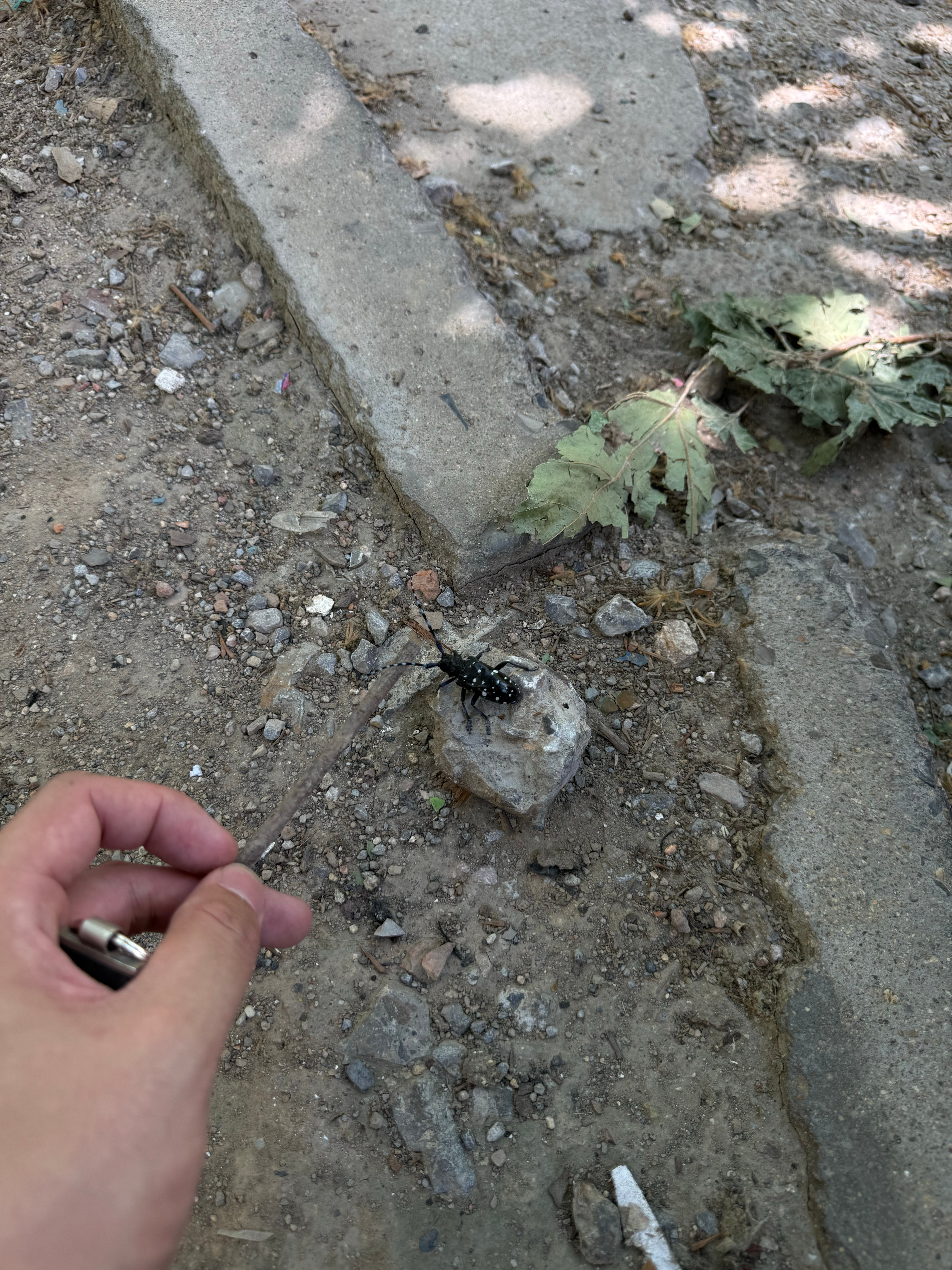星天牛小时候拿它当玩具，下手直接抓着玩，现在只敢拿个小木棍戳戳