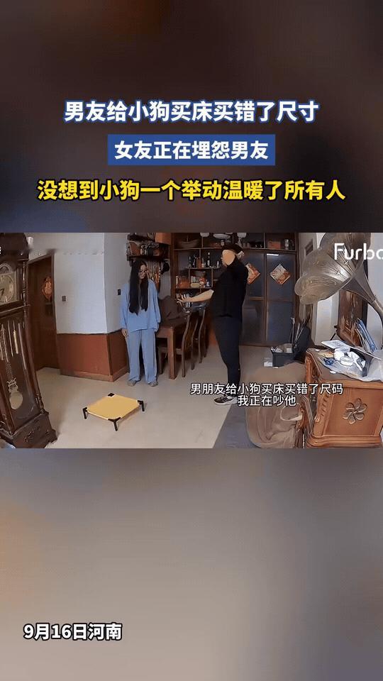 客厅里的空气像凝住了，女友指着沙发旁那个巴掌大的狗窝，声音里带着嗔怪：“你到底有