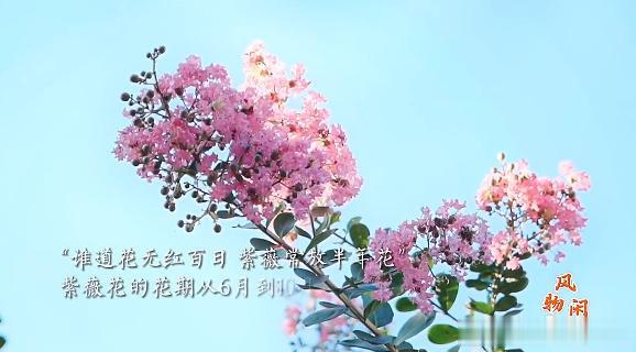 苏州网师园。
殿春簃内。
几树紫薇正在盛放。
游客到了殿春簃，看见门头就会觉得有