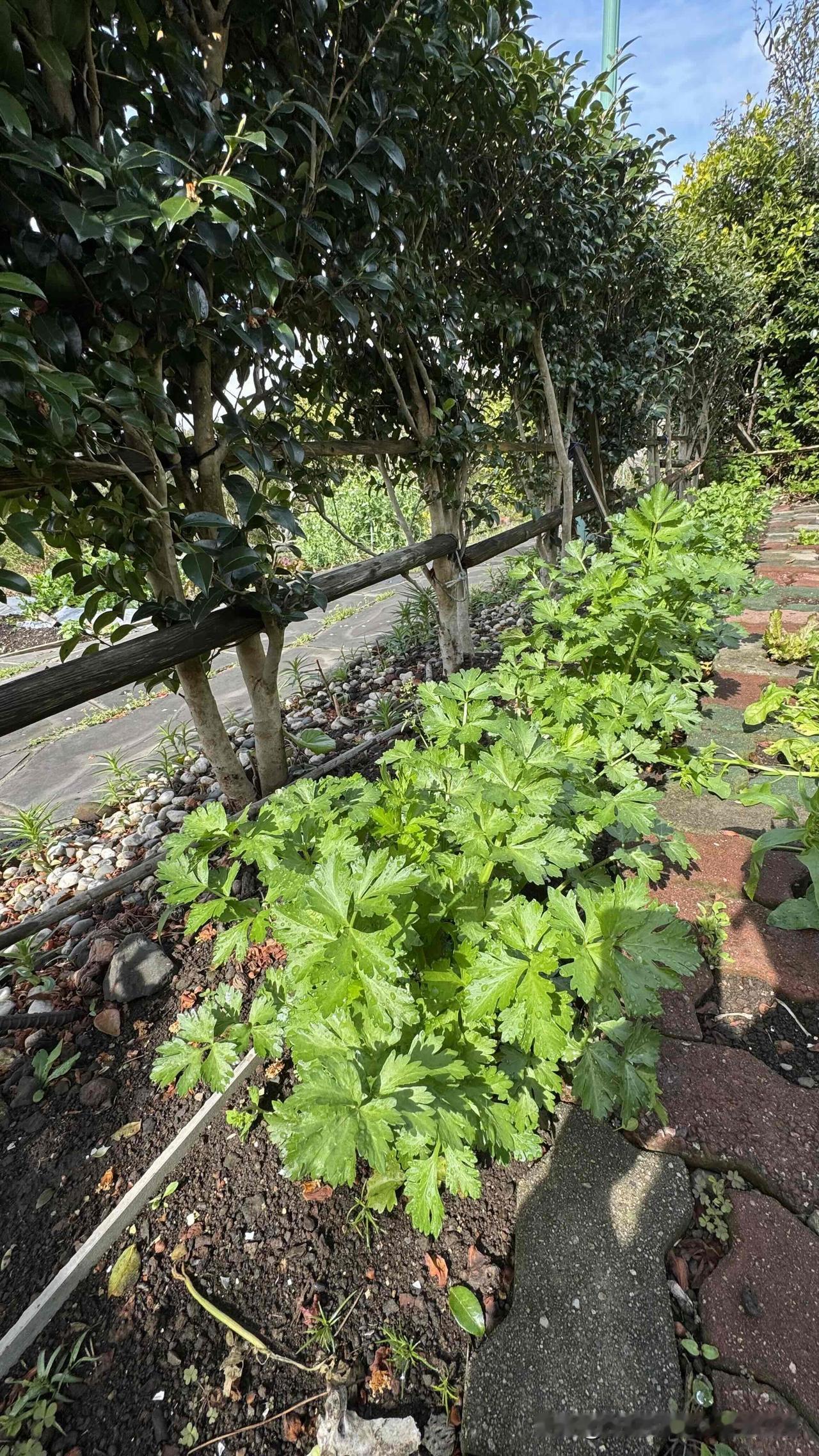 断食90小时结束第二天，体重止跌企稳，血压也稳定在正常区间。

早餐依旧谨慎的以