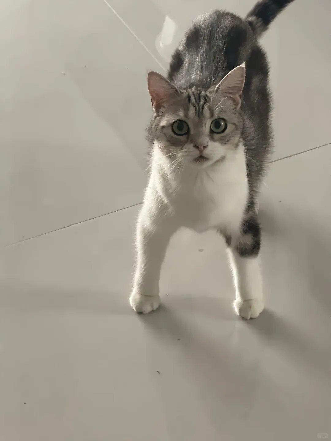 小猫抱冬瓜后遗症小猫骑冬瓜后遗症 