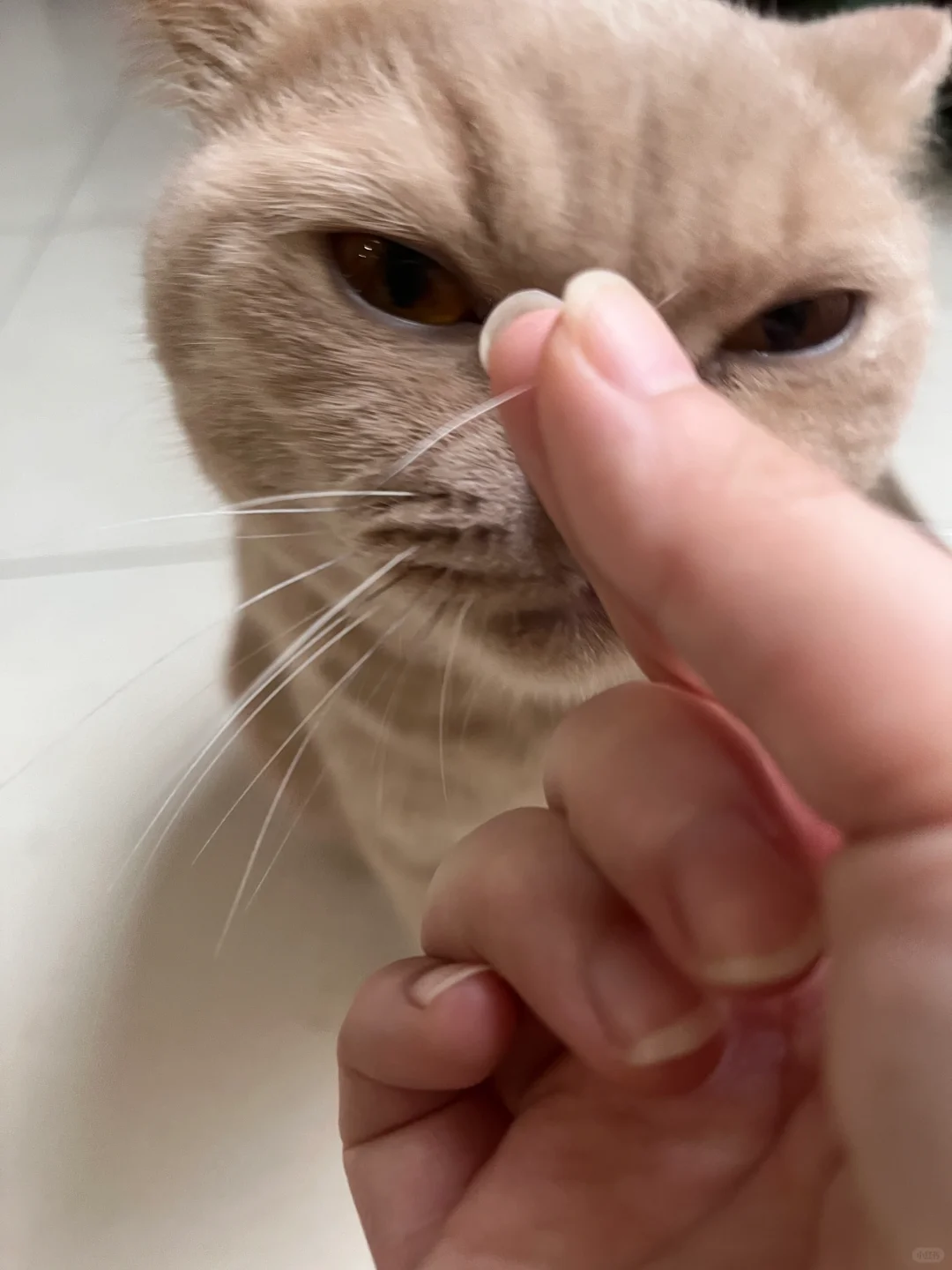 正蹭着呢 胡子蹭掉了