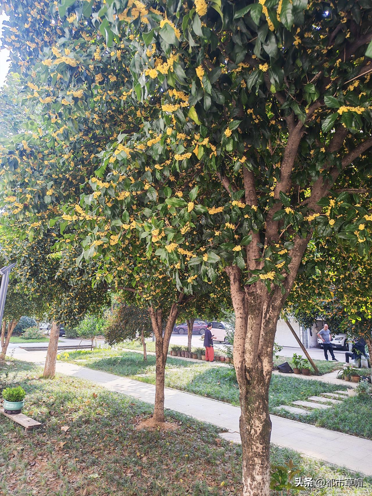 桂花在我们老家浠水不多，在杭州真的太普遍了。大概因为桂花是杭州的市花吧，杭州的小