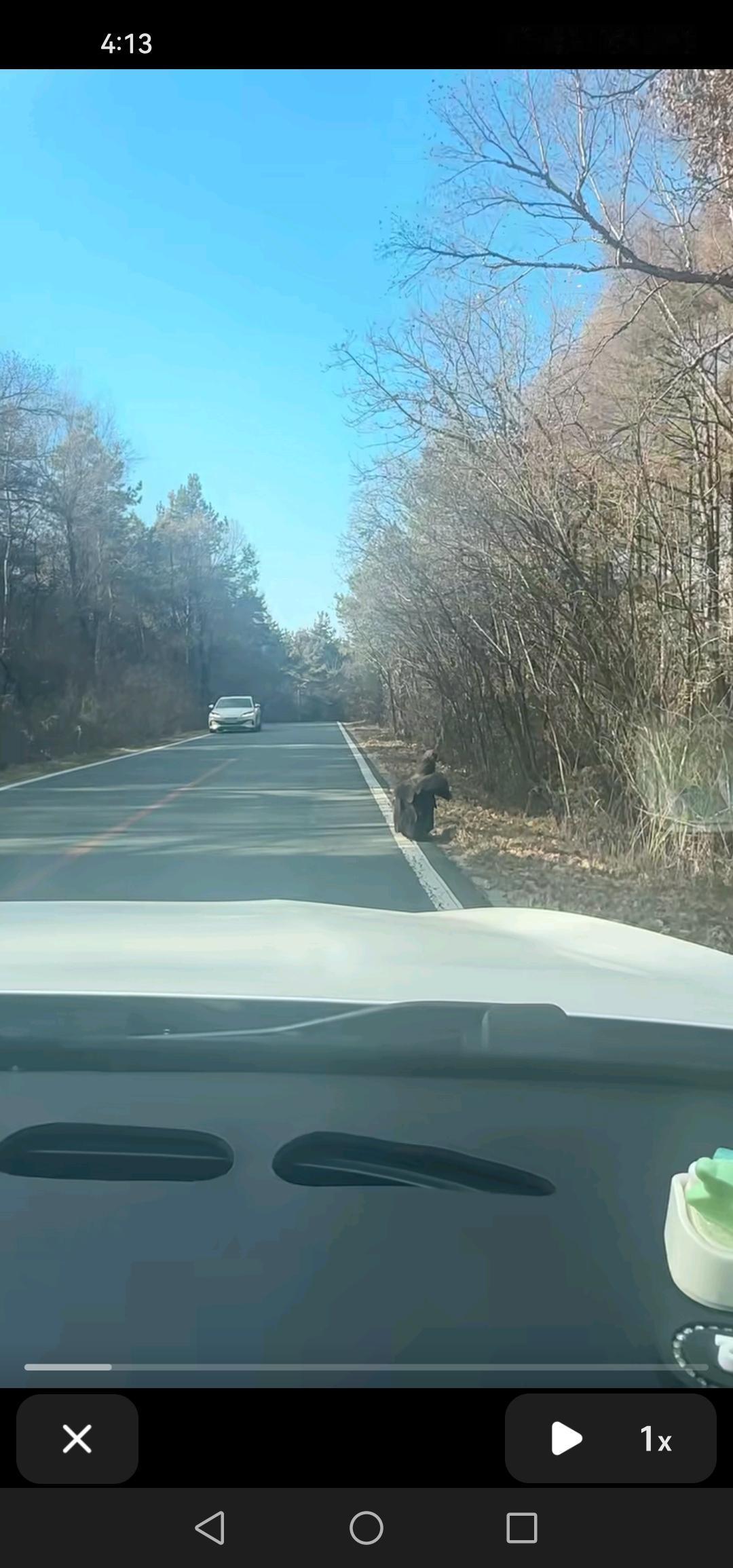 在长春市净月潭公园，有人邂逅了一只大鸟，这家伙究竟是秃鹫还是雕呢？

如今网络视