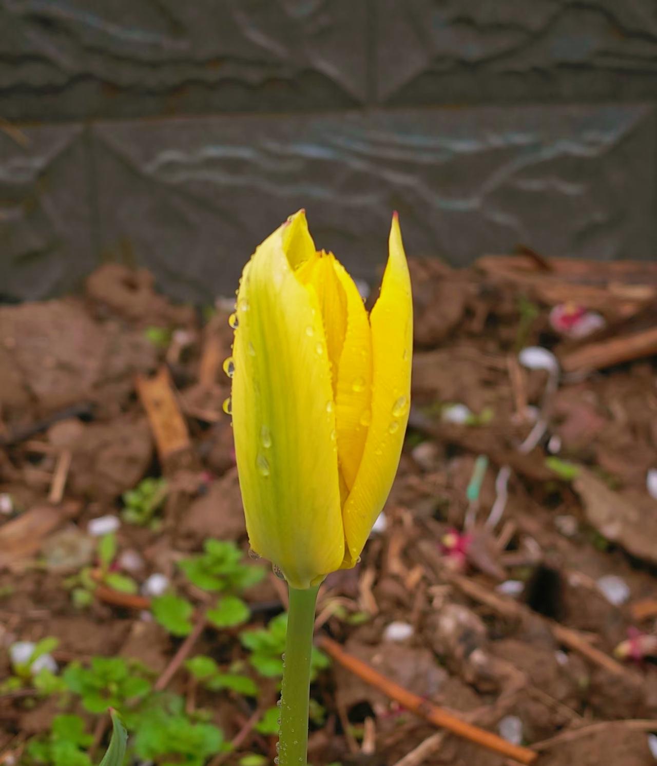 春天的风景，灿烂；季节的脚步，翩翩；真纯的牵挂，温暖；盛开的鲜花，烂漫；挺拔的青
