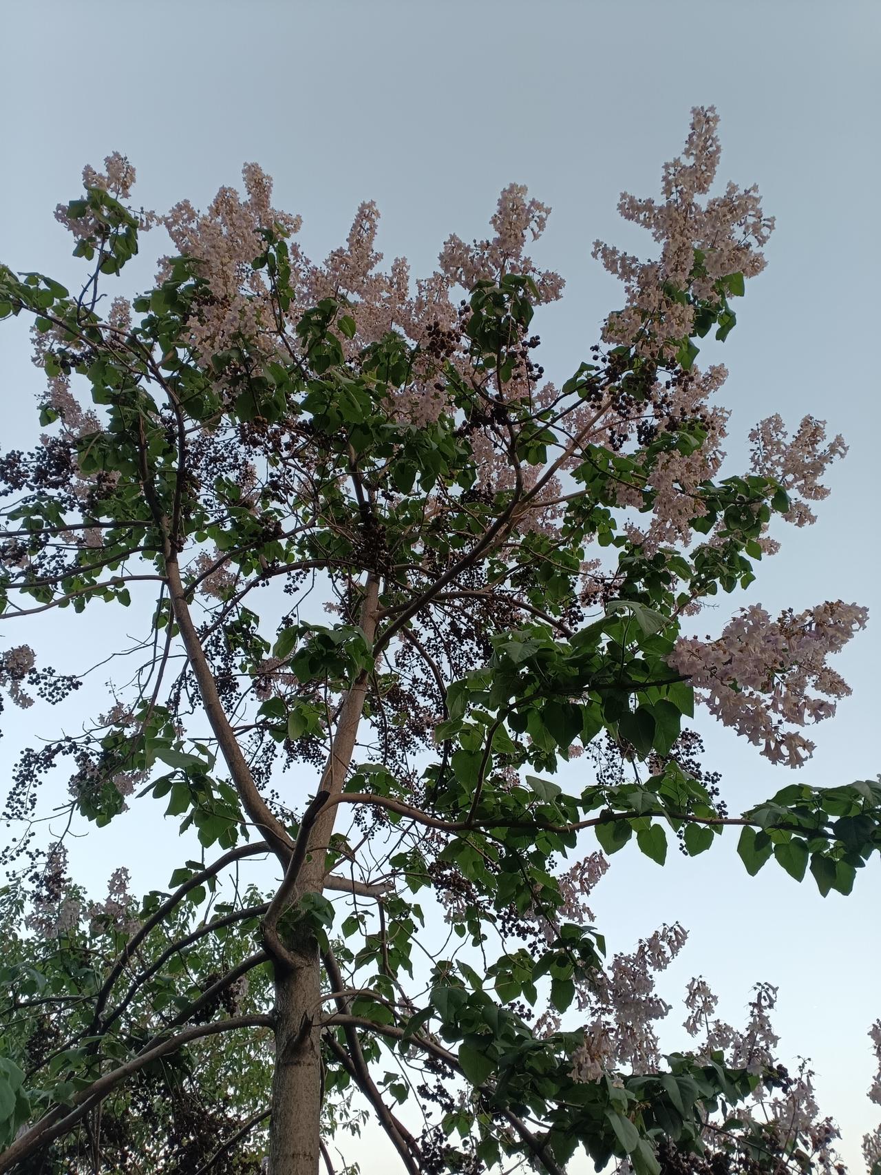 淡紫桐花缀满高枝，如云霞漫染，与新叶相映，温柔了暮色。