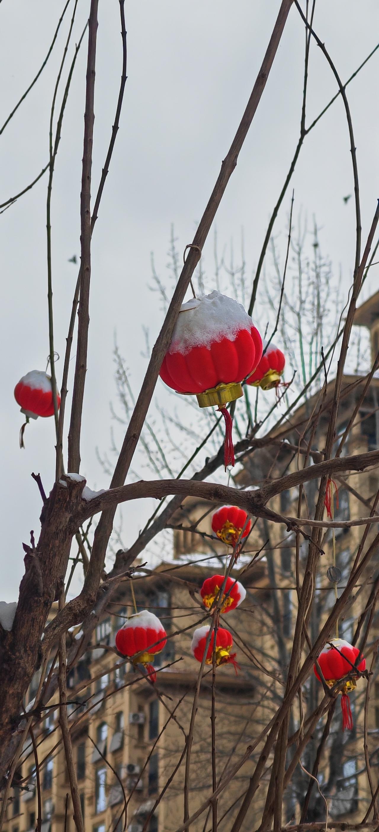 小区雪后树上的的灯笼
       雪打灯
       旧日灯笼喜瑞祥
   
