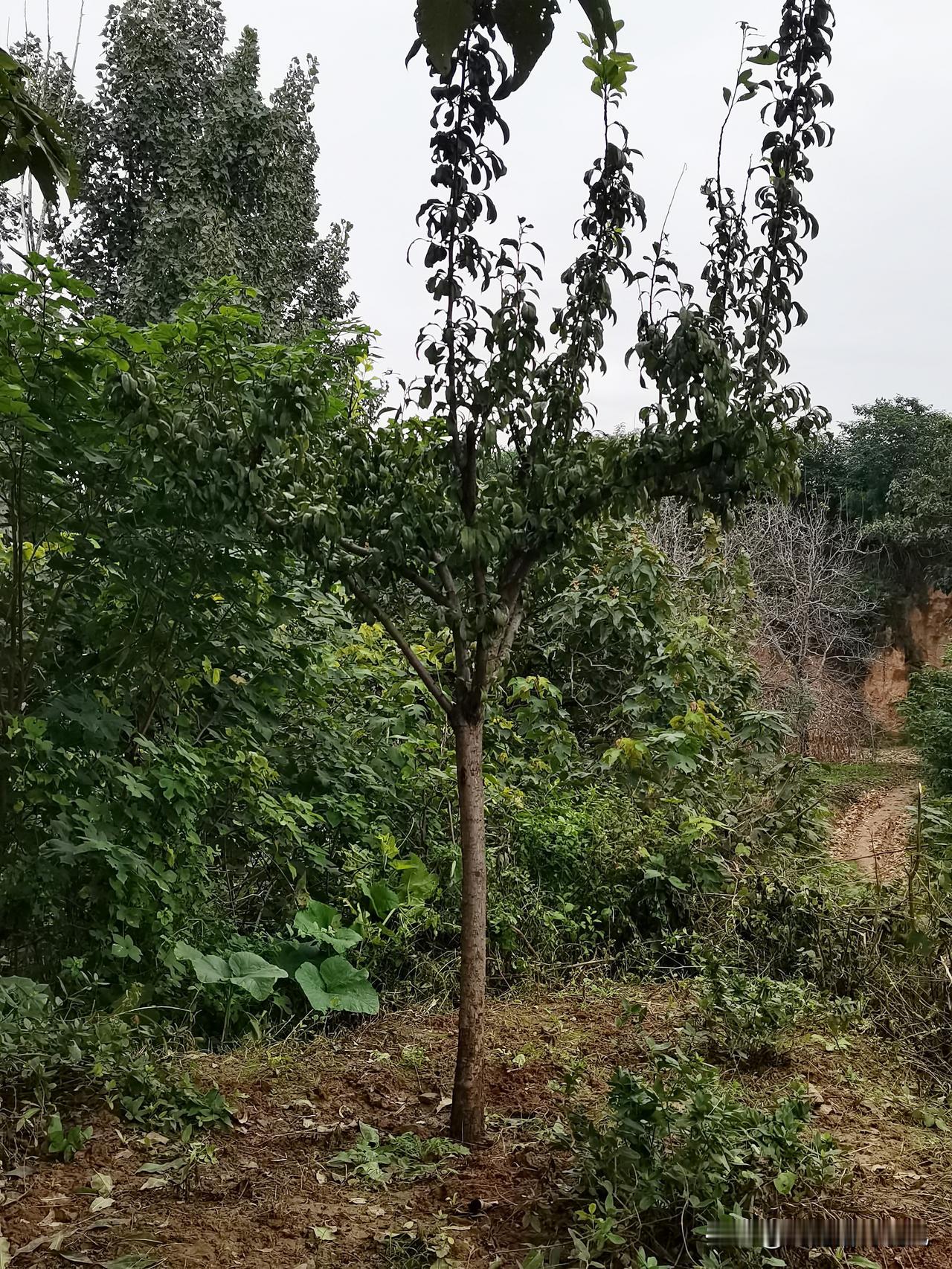 你瞅瞅地里这棵李子树，虽说不算多粗，可枝干长得挺精神。叶子绿里带点深紫，在这片草