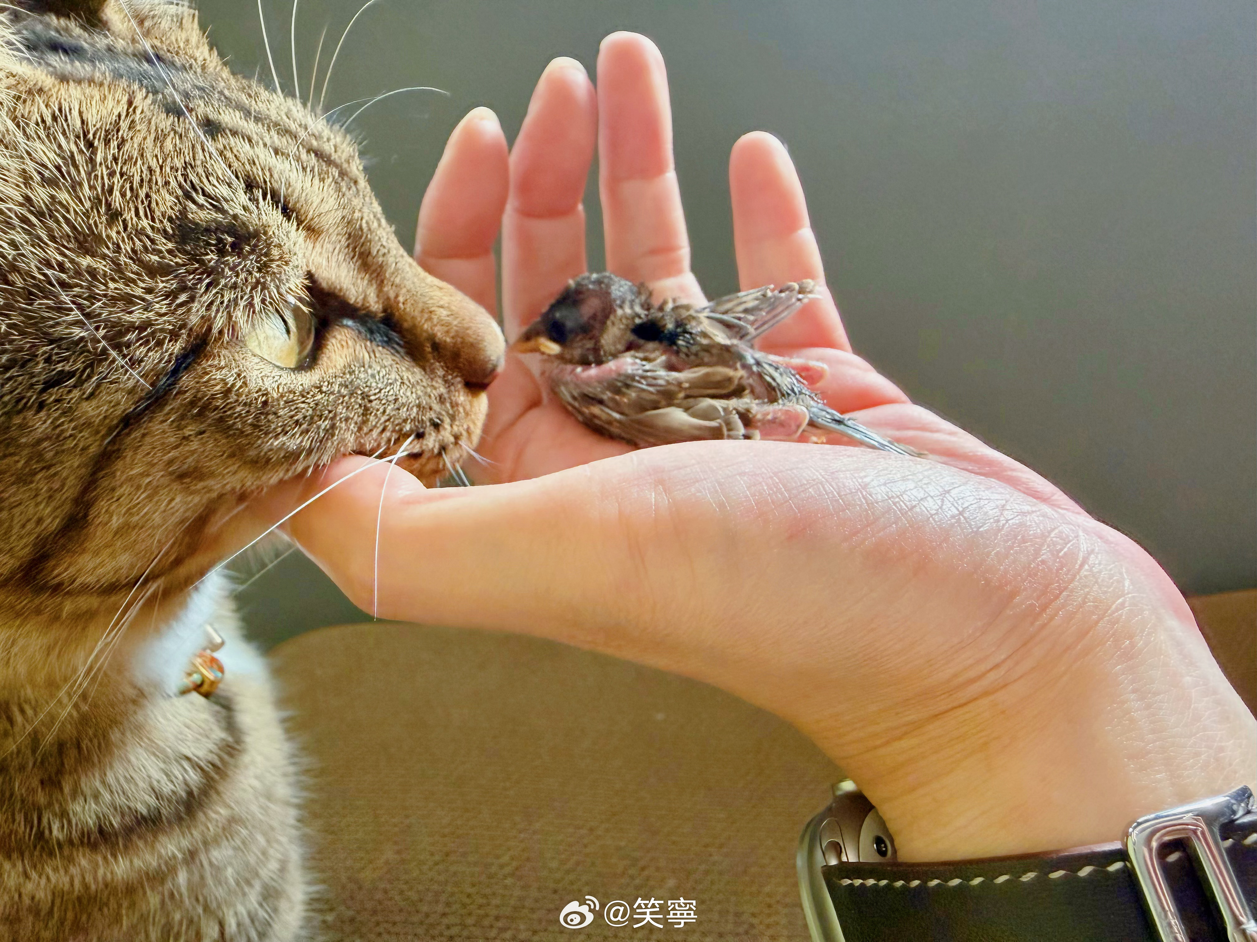 十天算是救活了出壳就摔下两米高现在终于爆了毛接下来治伤…