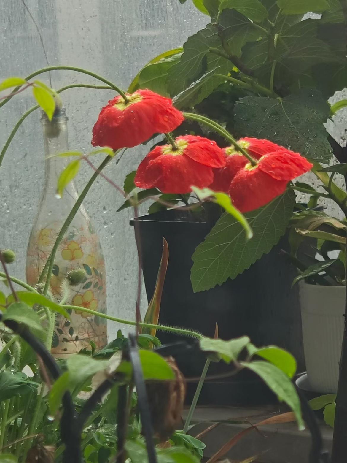 我的今日状态：😁轻松愉快
我这里的天气：☀️晴天