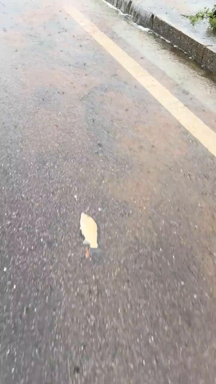 兄弟们，快来捡鱼仔了，好多鱼仔捡不完。