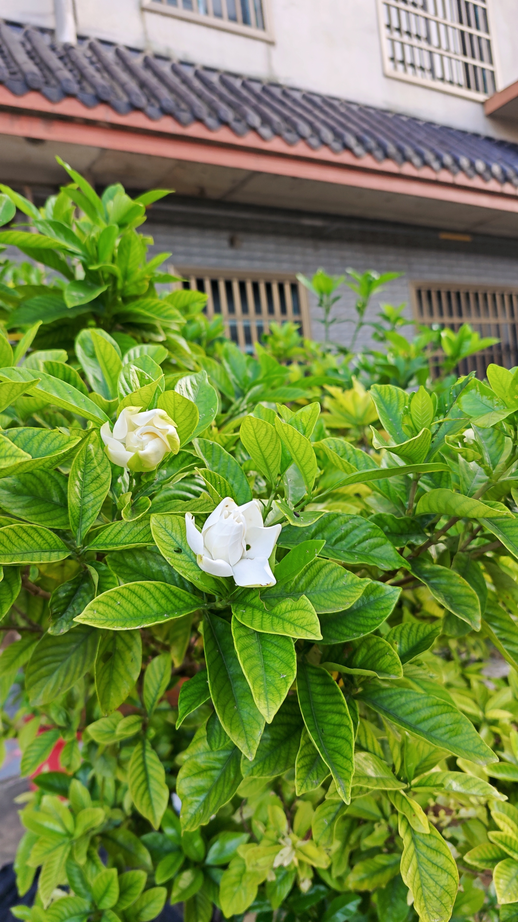 没想到这个时间还能看到栀子花开！ ​​​