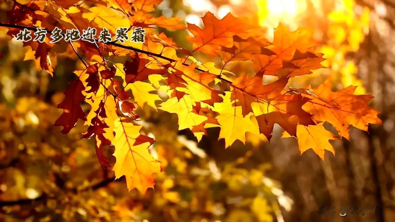 #秋日生活打卡季#你是否注意到，随着秋风起，大地悄然披上了一袭银白色的霜衣？当北
