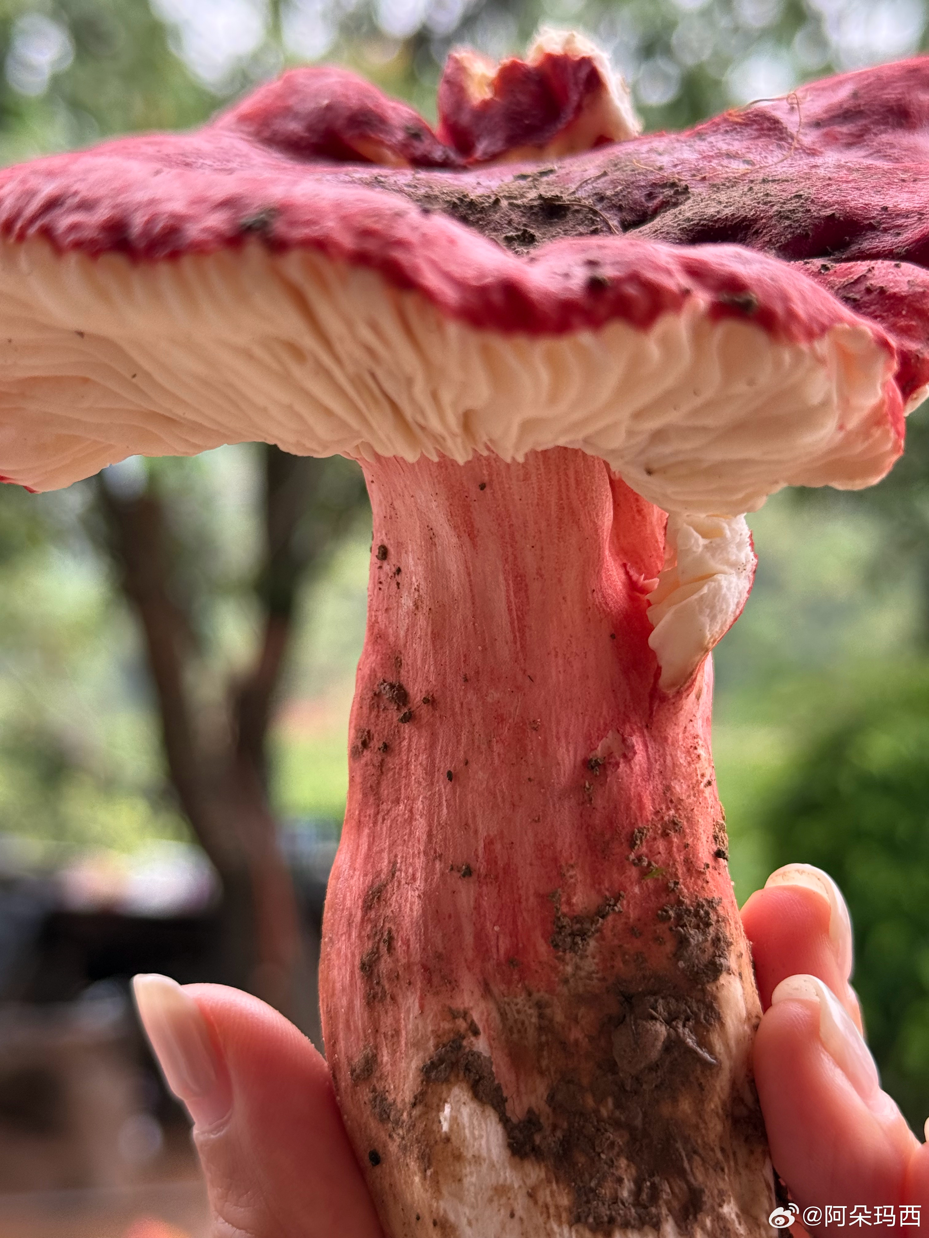 好红的一朵大红菇 楚雄·牟定