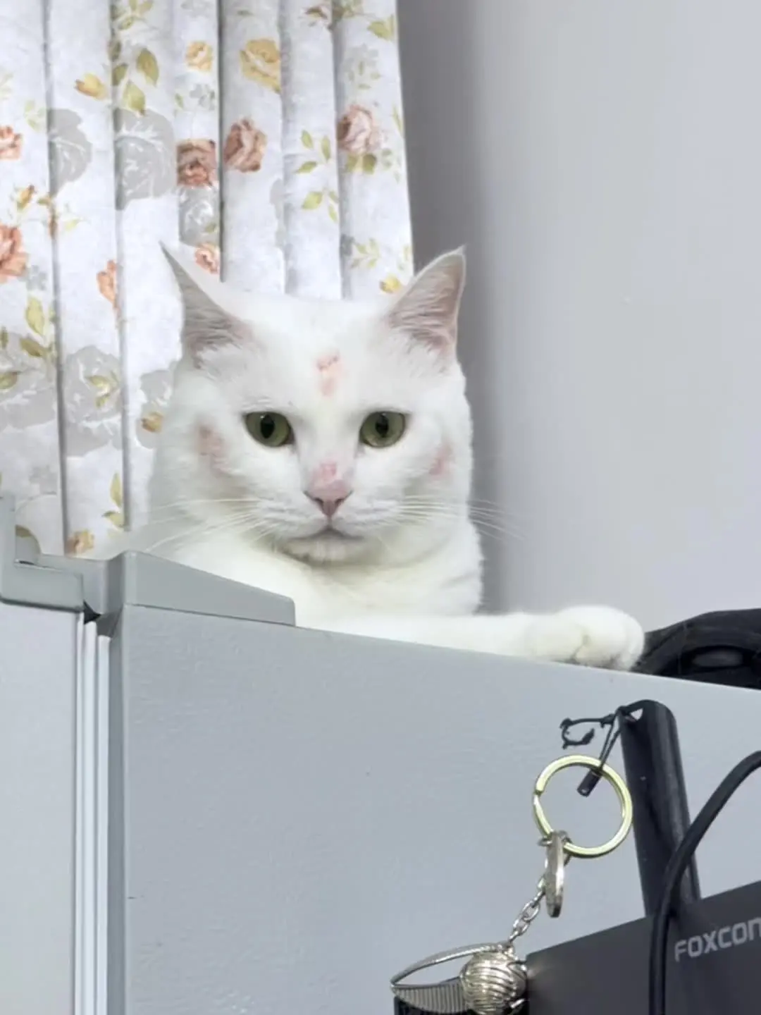 猫宝宝