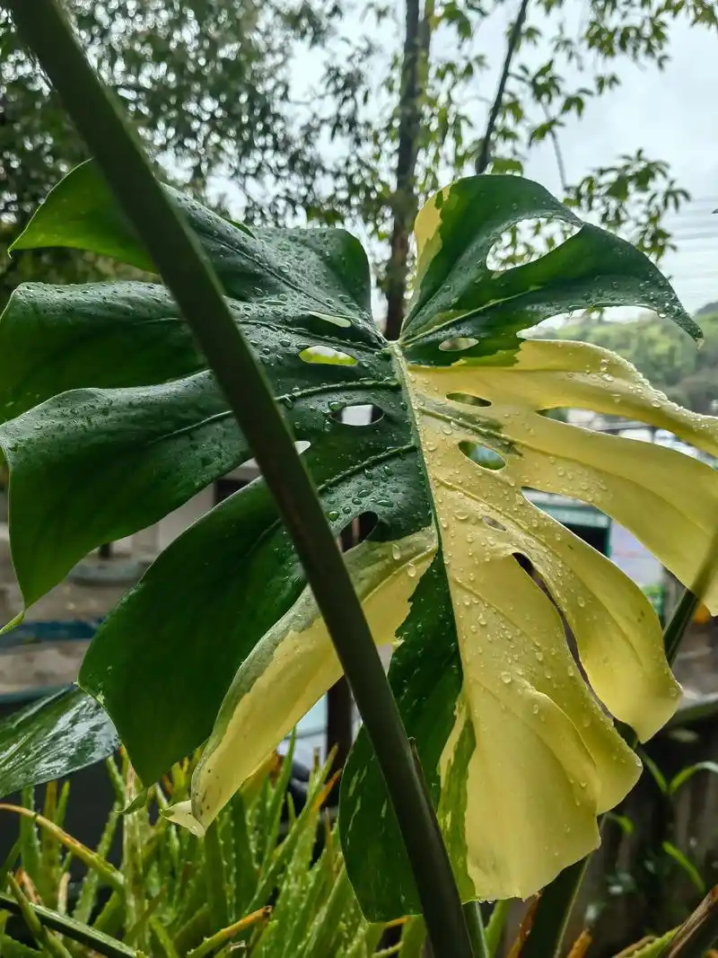 第一次见叶子比脸还长的花好家伙，本以为自己是见过世面的，直到今天看见这花，叶子比