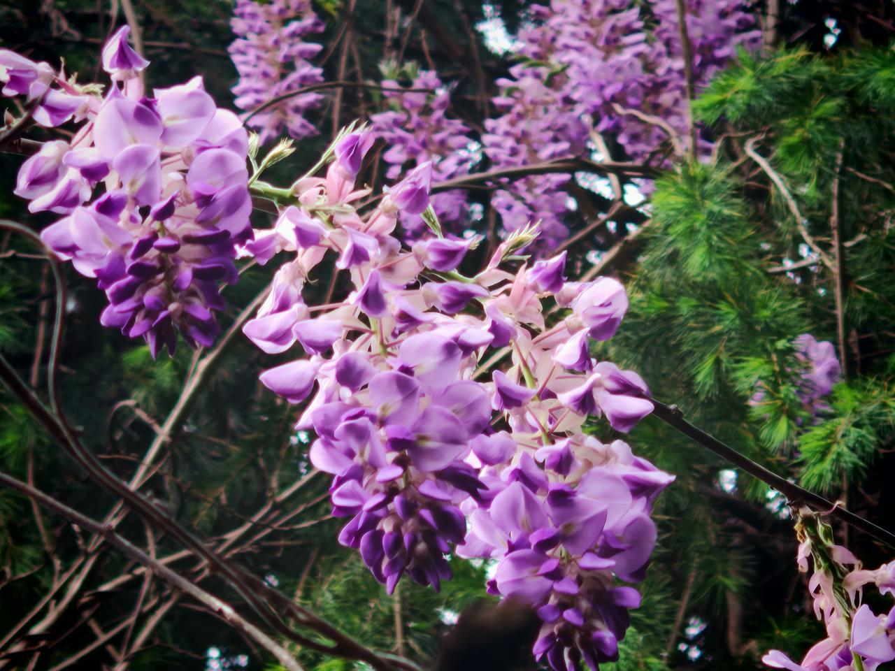 万紫千红总是春，登临一度一思君。舞低杨柳楼心月，香湿梨花梦里云。风景苍苍多少恨，