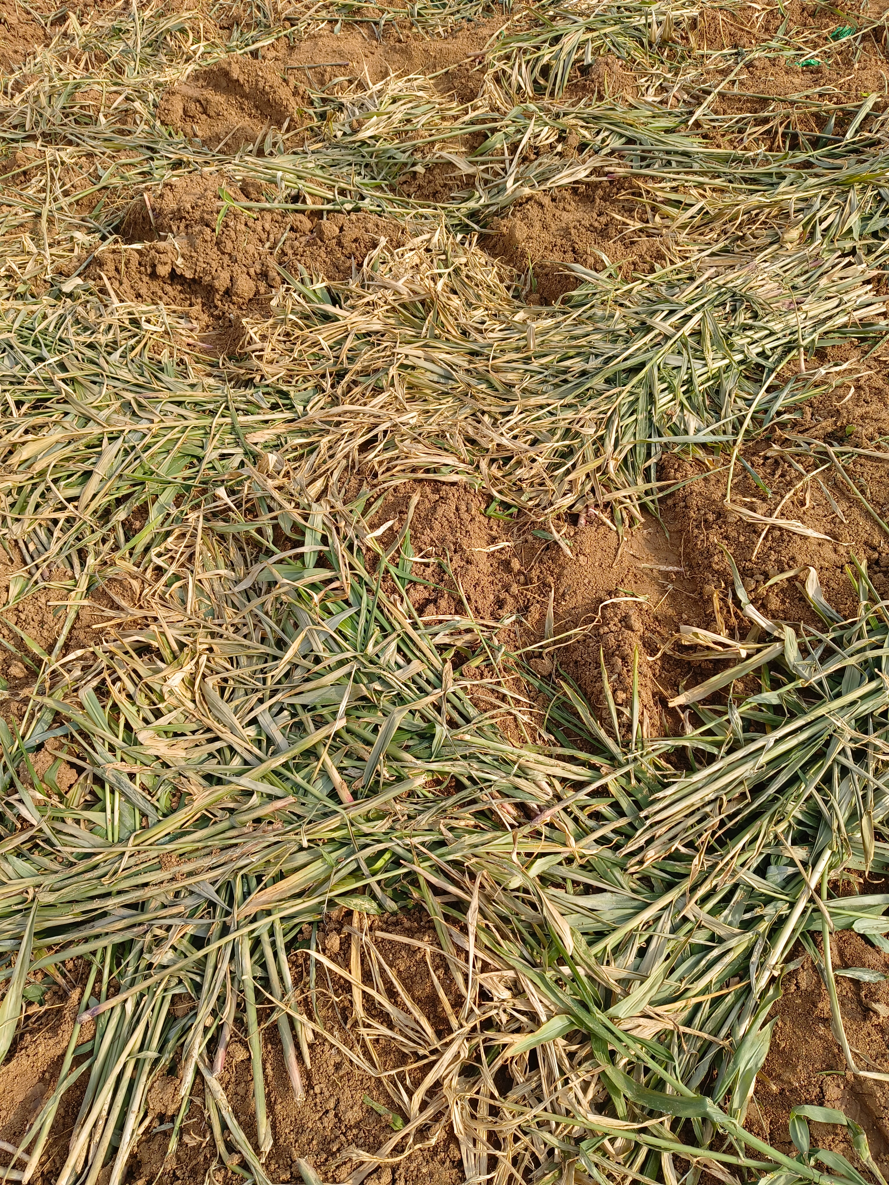 20来分钟，就捡到了这么多生姜，今天的快乐是生姜给的，哈哈哈哈，就是出了一身的汗