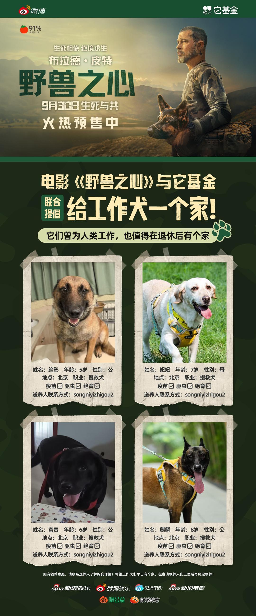 电影野兽之心给工作犬找家 布拉德·皮特主演电影《野兽之心》将于9月30日上映，影