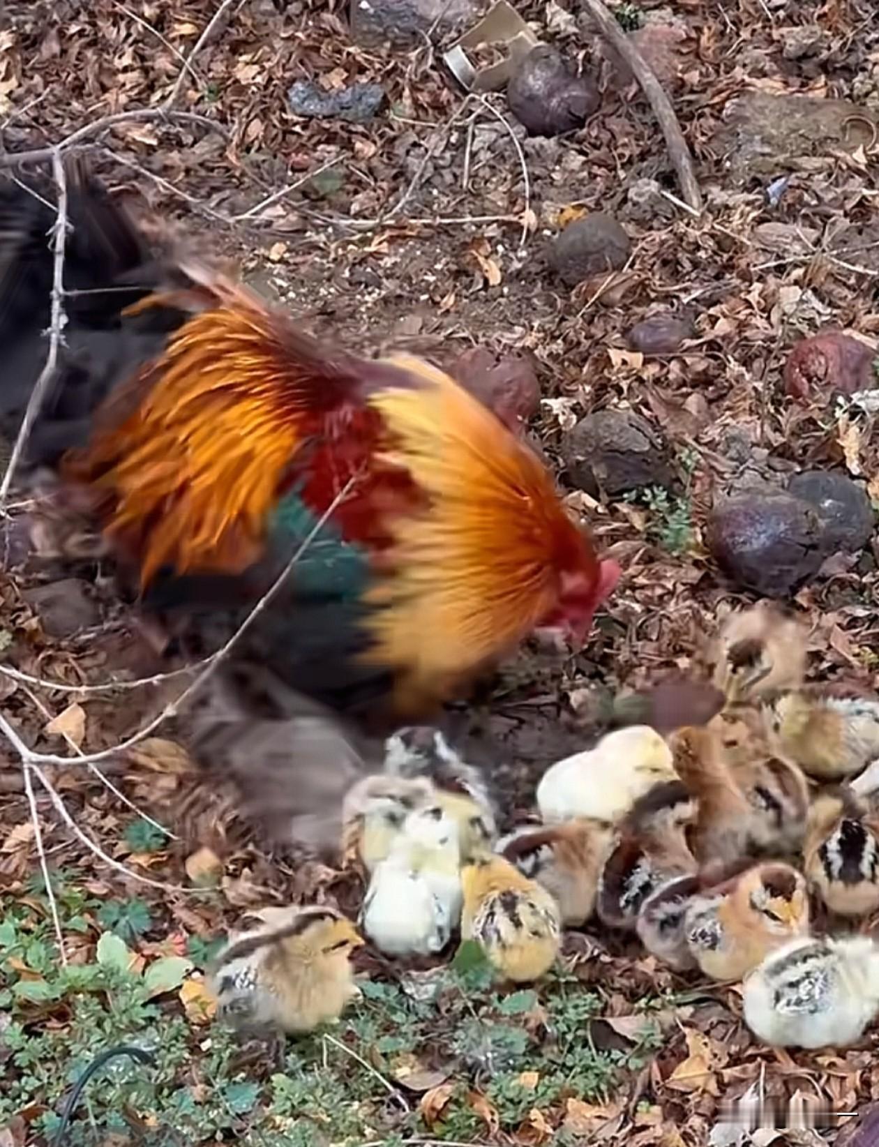 公鸡也会带仔。

一窝鸡仔出壳3天，鸡妈妈突然母性全无，撂挑子不干了，丢下毛绒绒