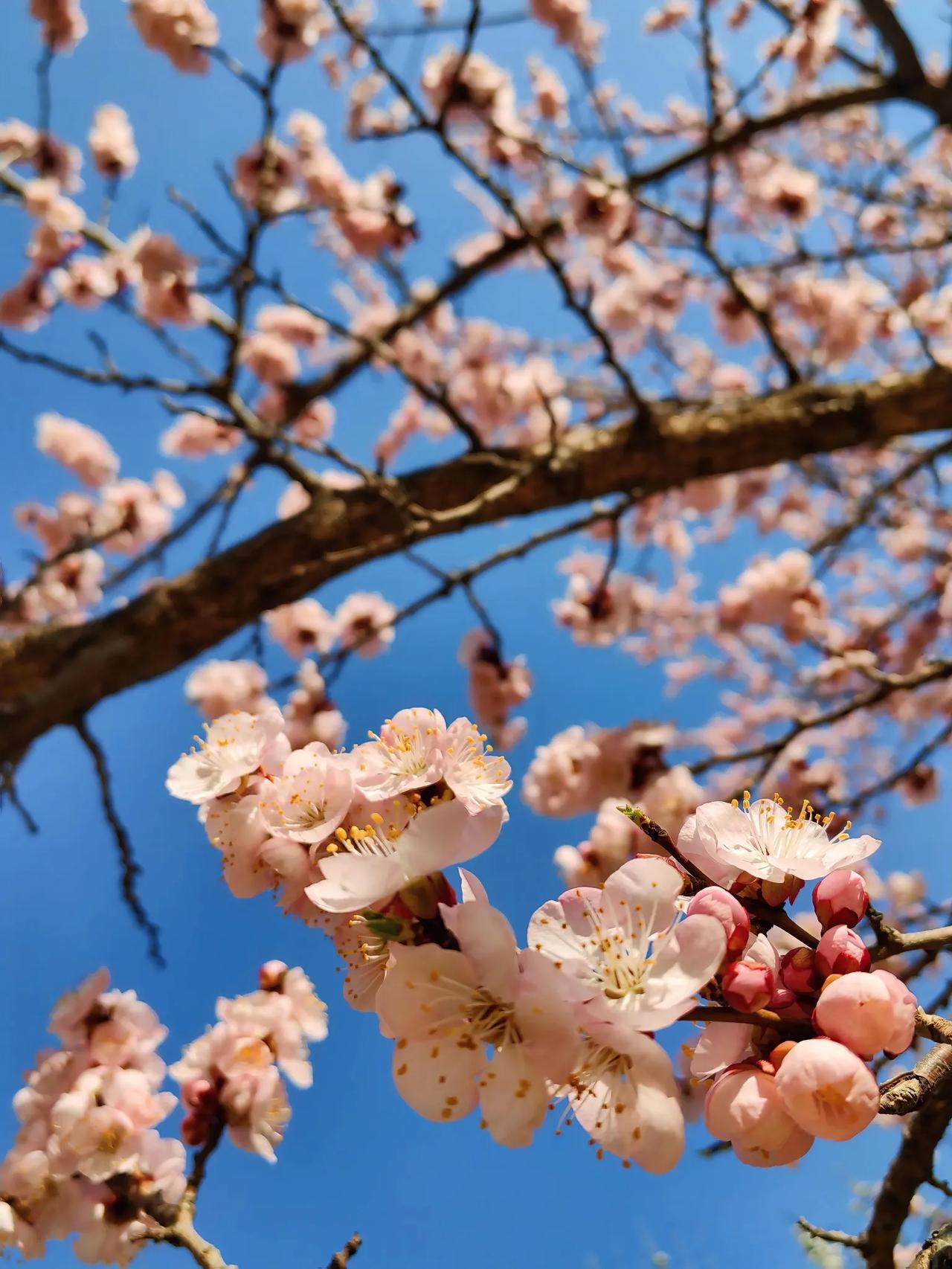 春光灿烂，春花烂漫。行走在阵阵花香中，让我无限地热爱着每一日，热爱着温柔的生活。