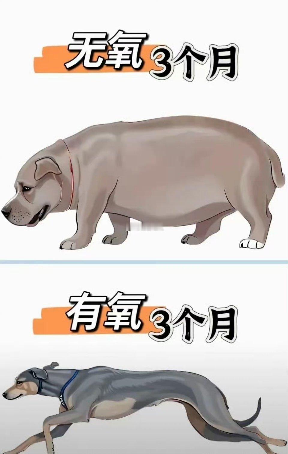 胖的人有一种信念:到底吃什么会瘦呢？说白了就是管不住嘴[允悲] 