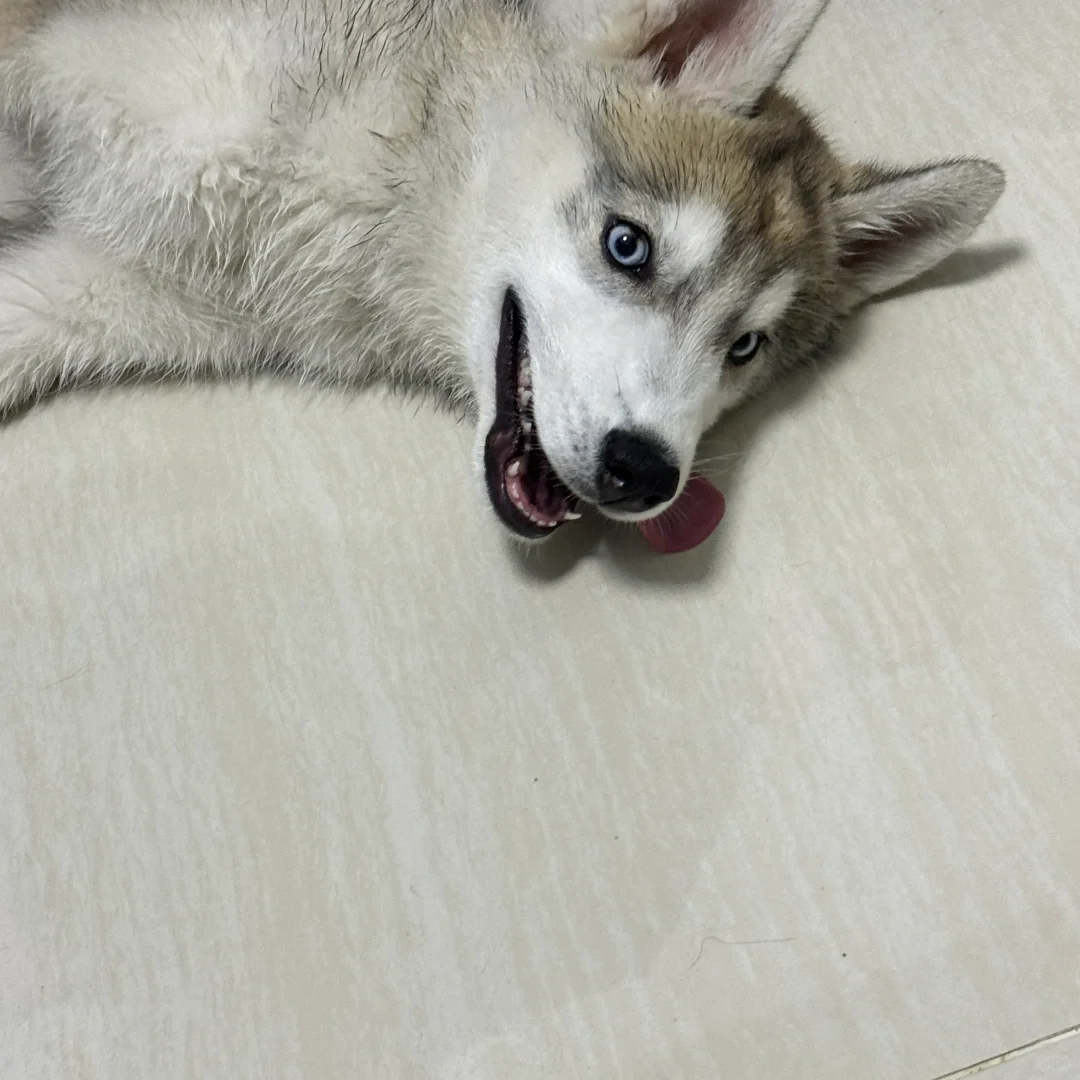 这呆呆傻傻的眼神