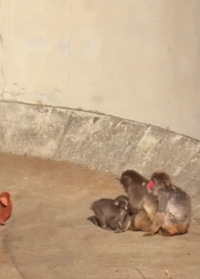 这被世界网友怜爱太理解了 