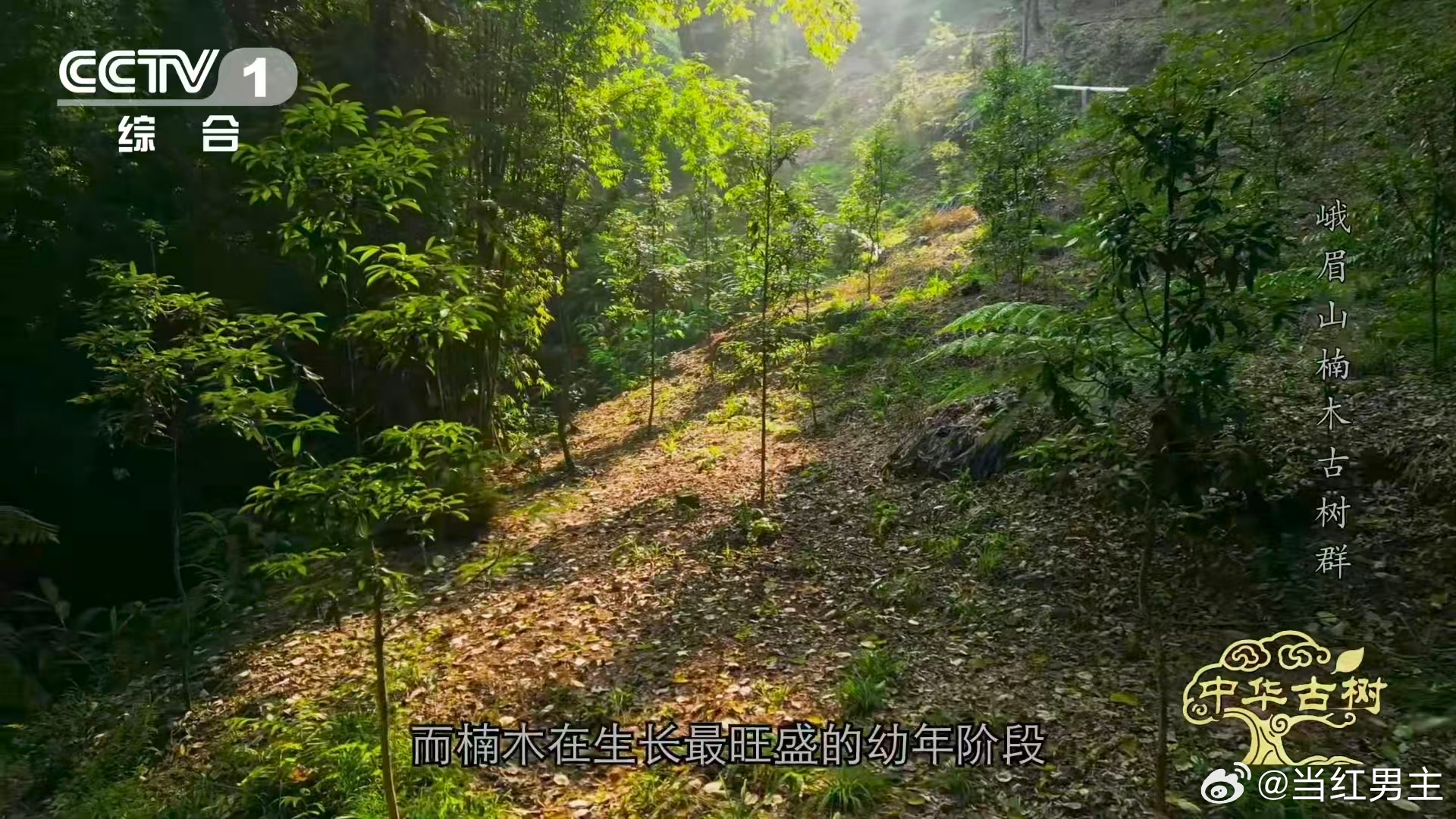 峨眉千年楠木王有十几层楼高峨眉山有座会生长的露天博物馆峨眉山楠木王真的太震撼了！