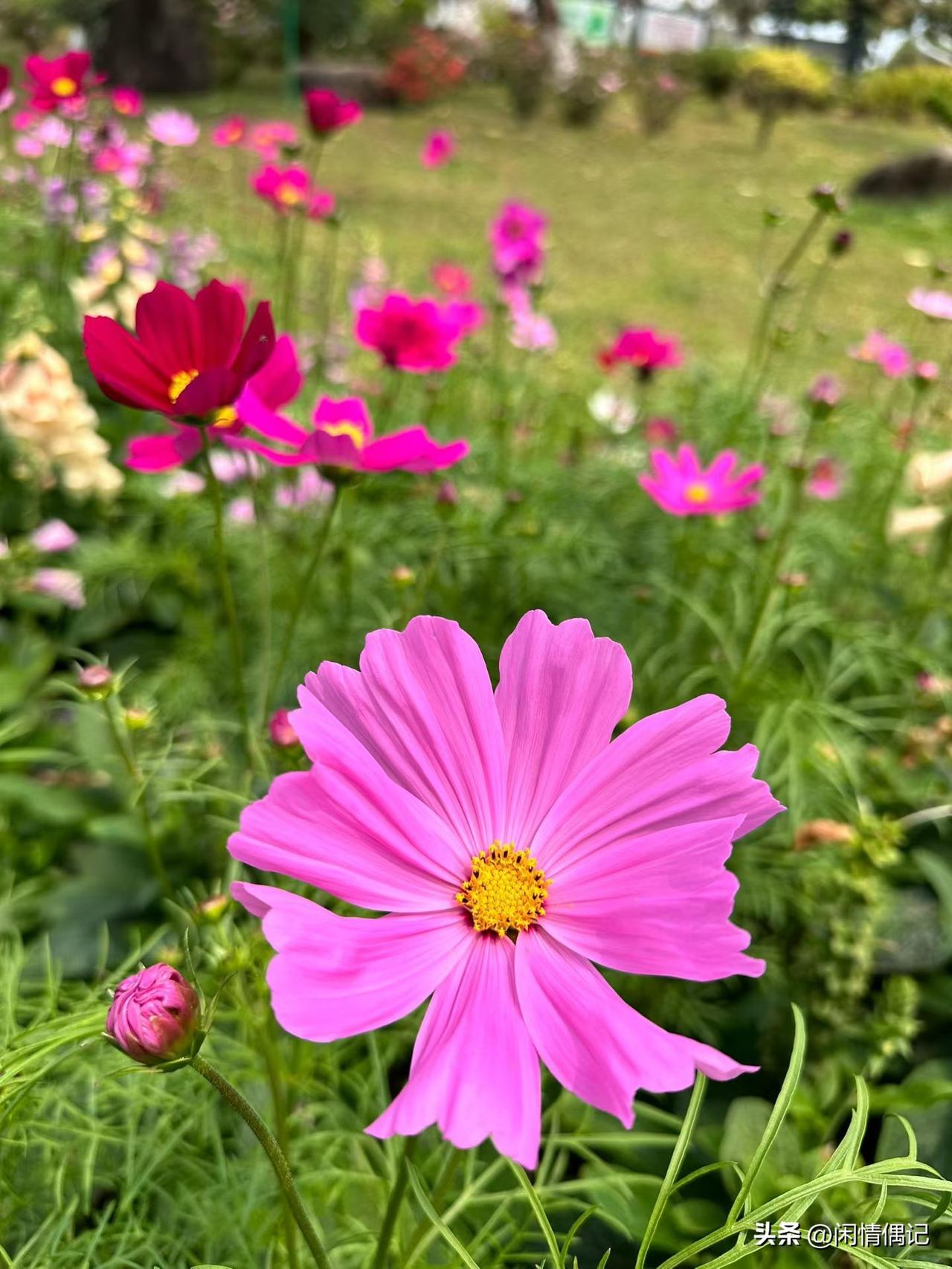 春风里遛自己

把影子撒在花径上

拍下一路繁花

是时光揉碎的糖