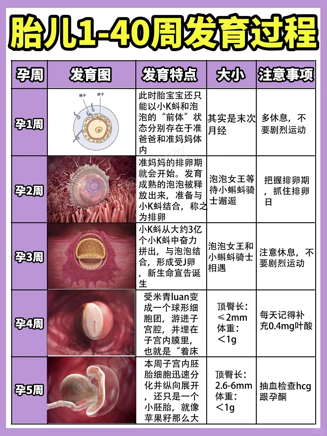 宝宝每周在肚子里都干什么？附胎儿发育过程