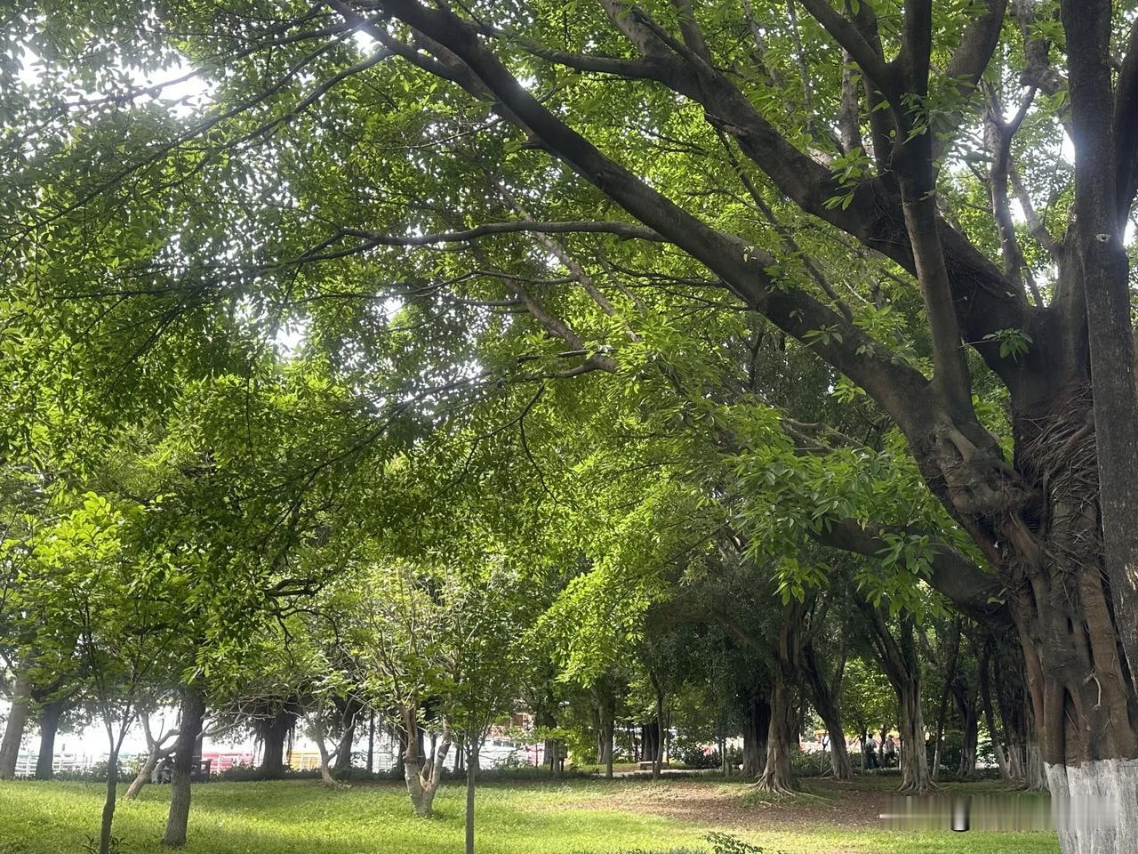 原来幸福也不用花大钱。

也不用去远方的景点，家附近这片树林就藏着小快乐。脚下这