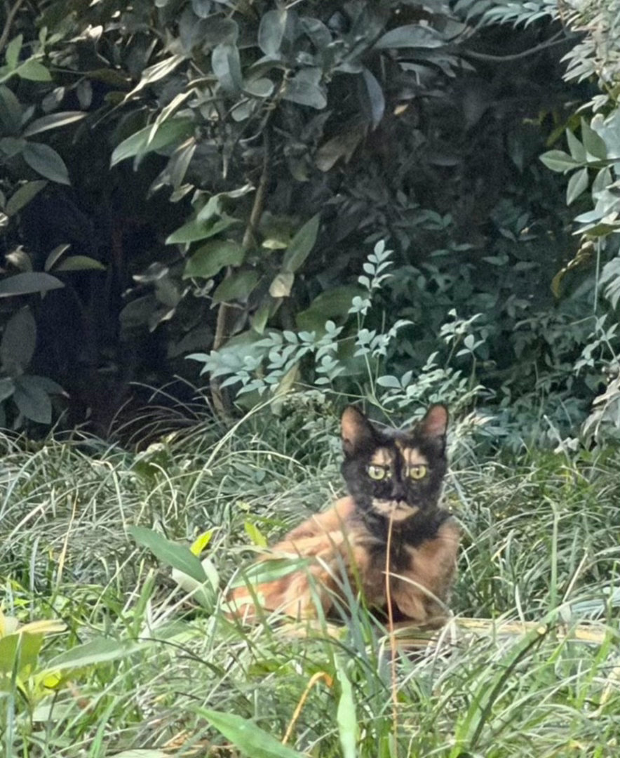 远看以为是木头桩结果是一只猫 