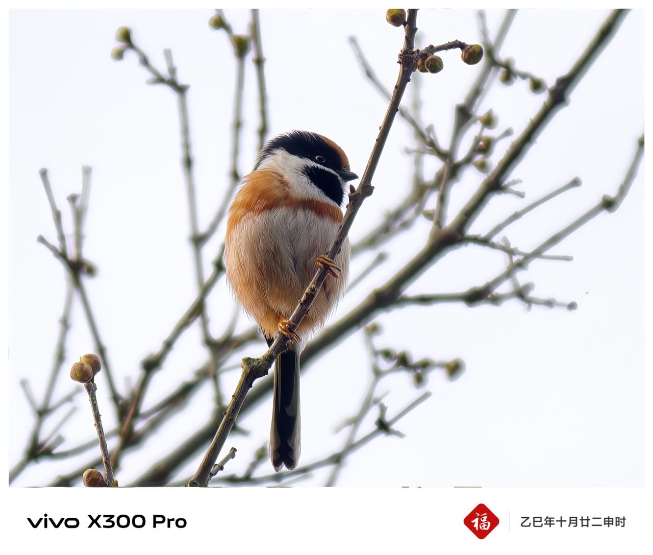 《枝头俏·红头长尾山雀》
        vivo X300 Pro + 蔡司2