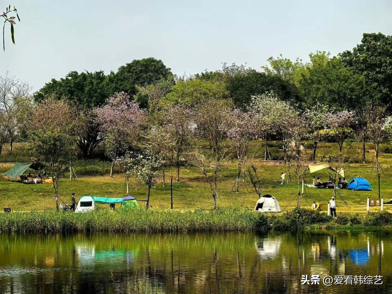 集卡领红包草坡上帐篷裹着春阳，粉花树垂落软香，湖波映着青翠绿意。风掠过营地时，笑