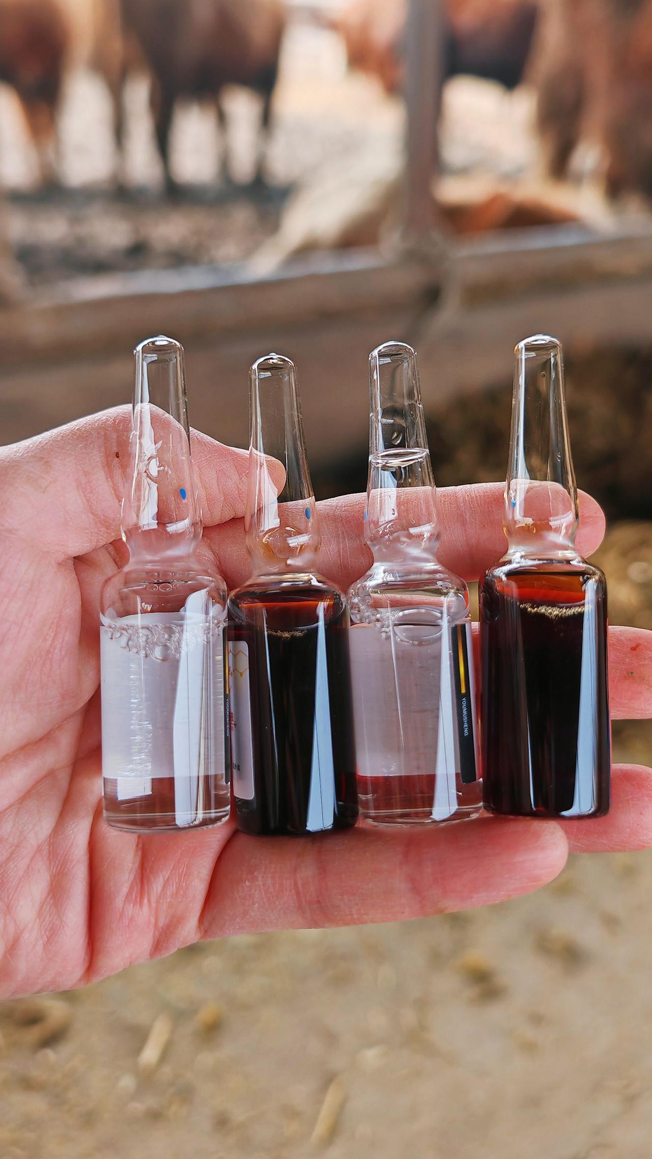 养羊人 养殖人加油 农村养羊