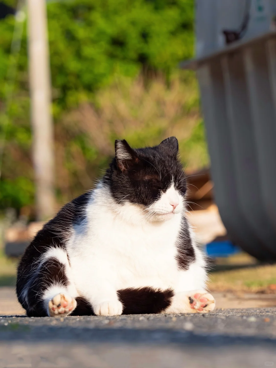 肥胖的奶牛猫在休息