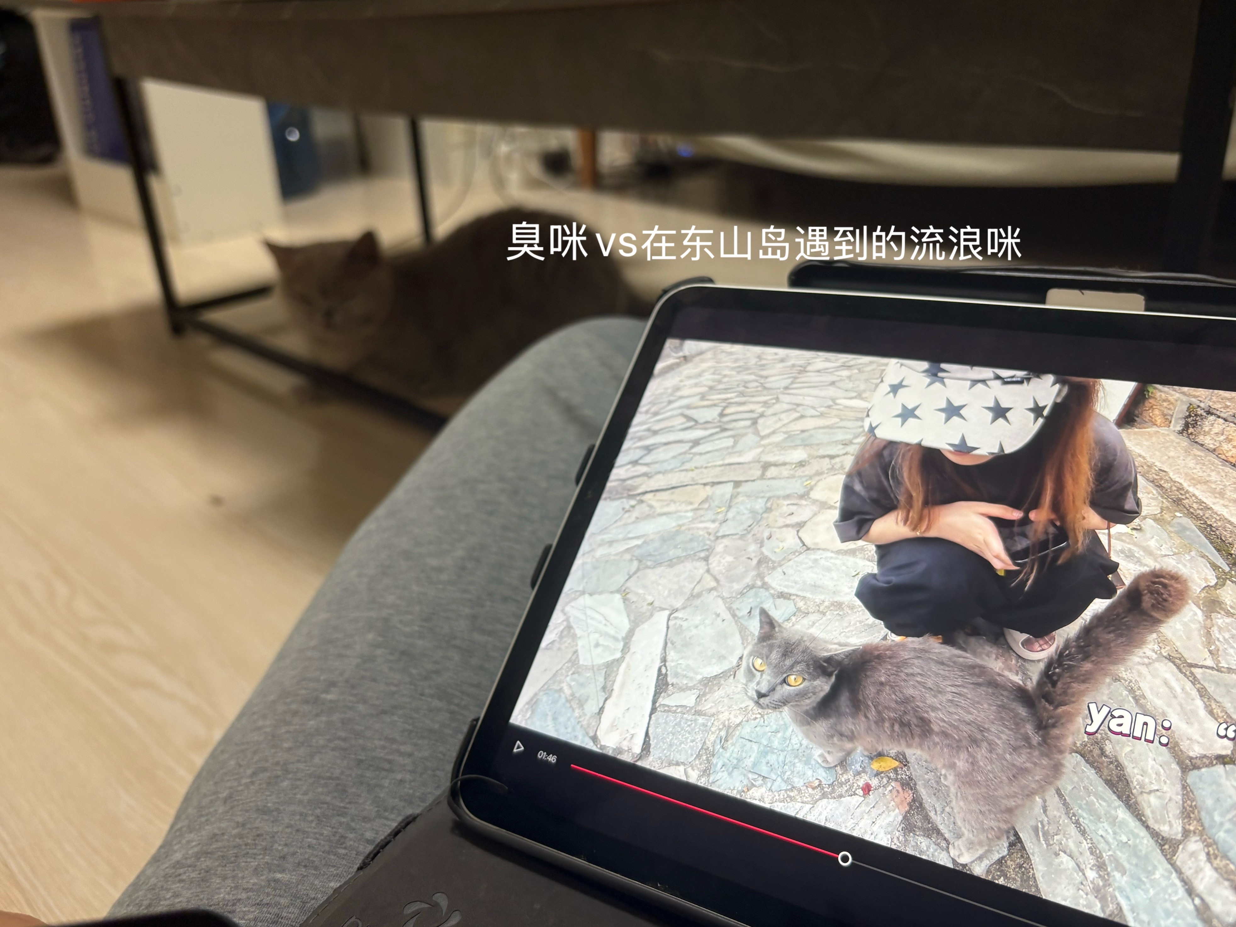 第一次吃西瓜麻糍🍉是有点奇怪的搭配那会在东山岛遇到一直很粘人的流浪咪 感觉颜值