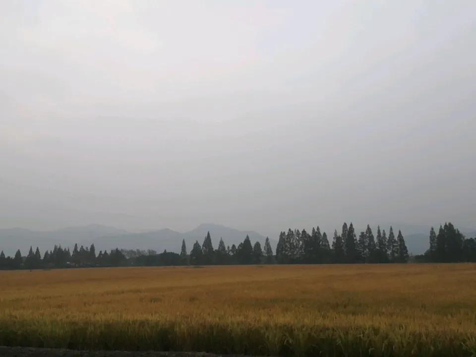 拍摄大自然美景金灿灿的水稻