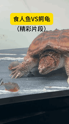 千万别眨眼！眨眼什么都看不到！[泣不成声]
