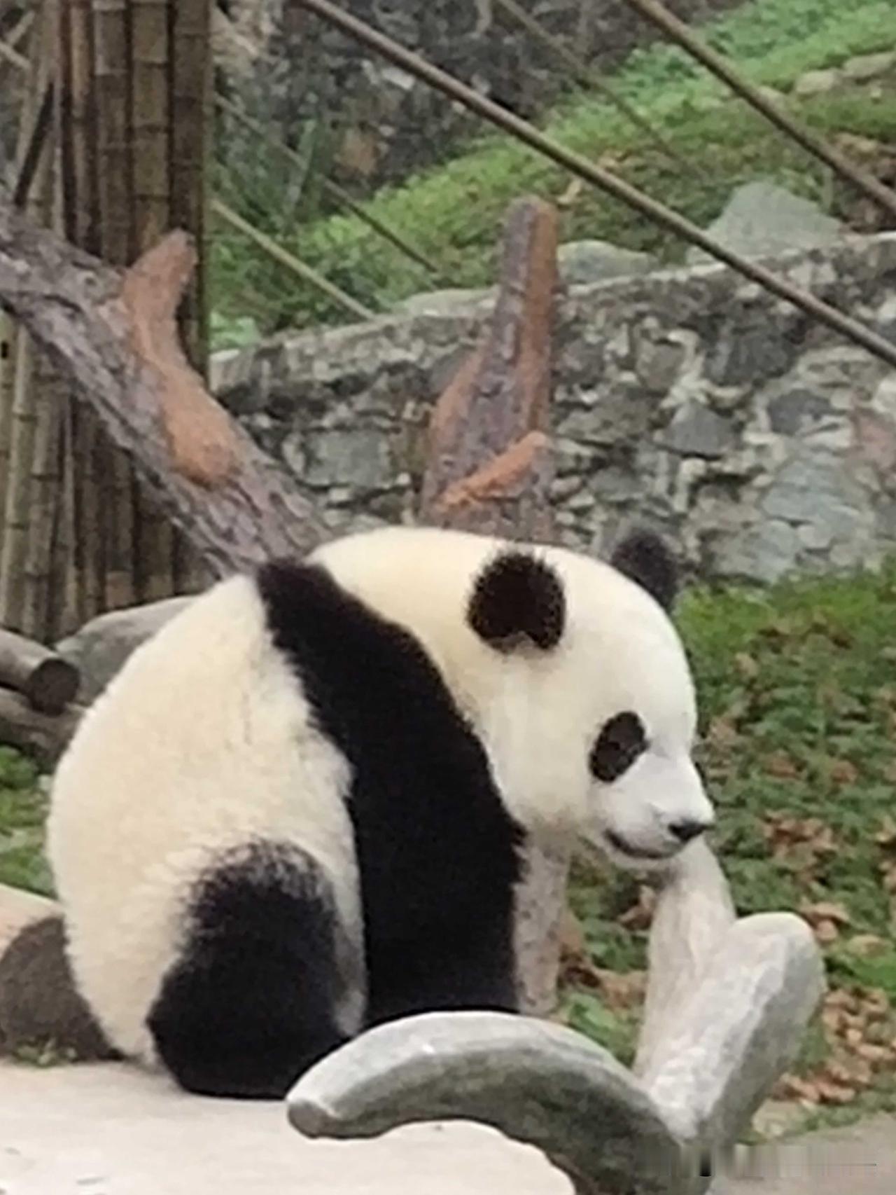 17日韩联社报道，韩国政府近期计划派员赴华磋商新增大熊猫租借事宜，没想到竟引发该