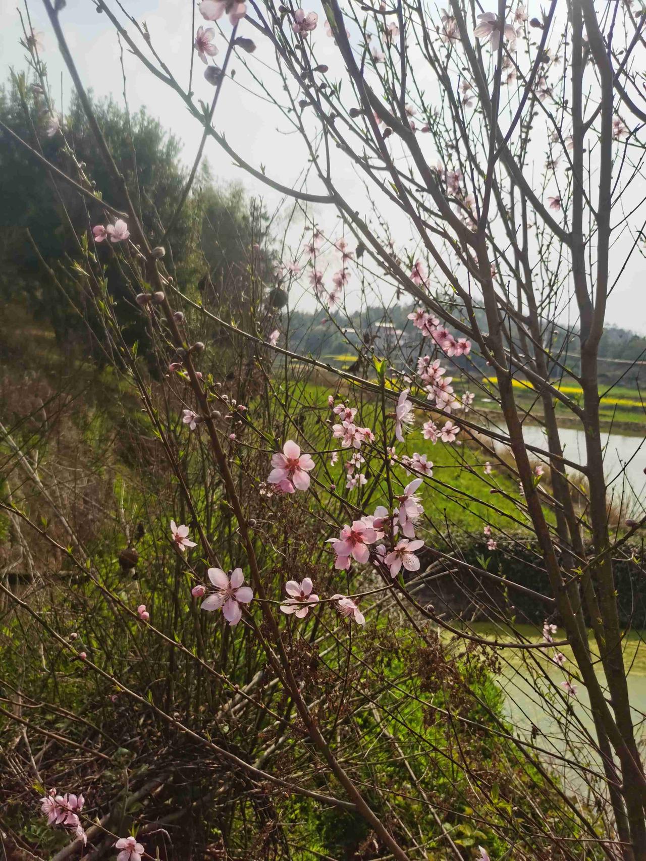 我的今日状态：😁轻松愉快
我这里的天气：☀️晴天

今日回农村老家，在果园里，