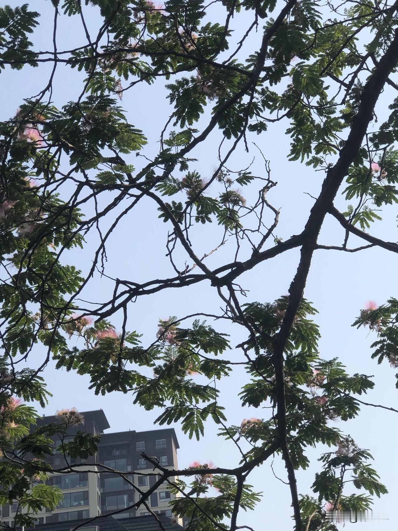 今天天气晴朗，公园路边的合欢花开满枝头，粉绒小花一簇簇缀在绿叶间，蓬松又温柔。蓝