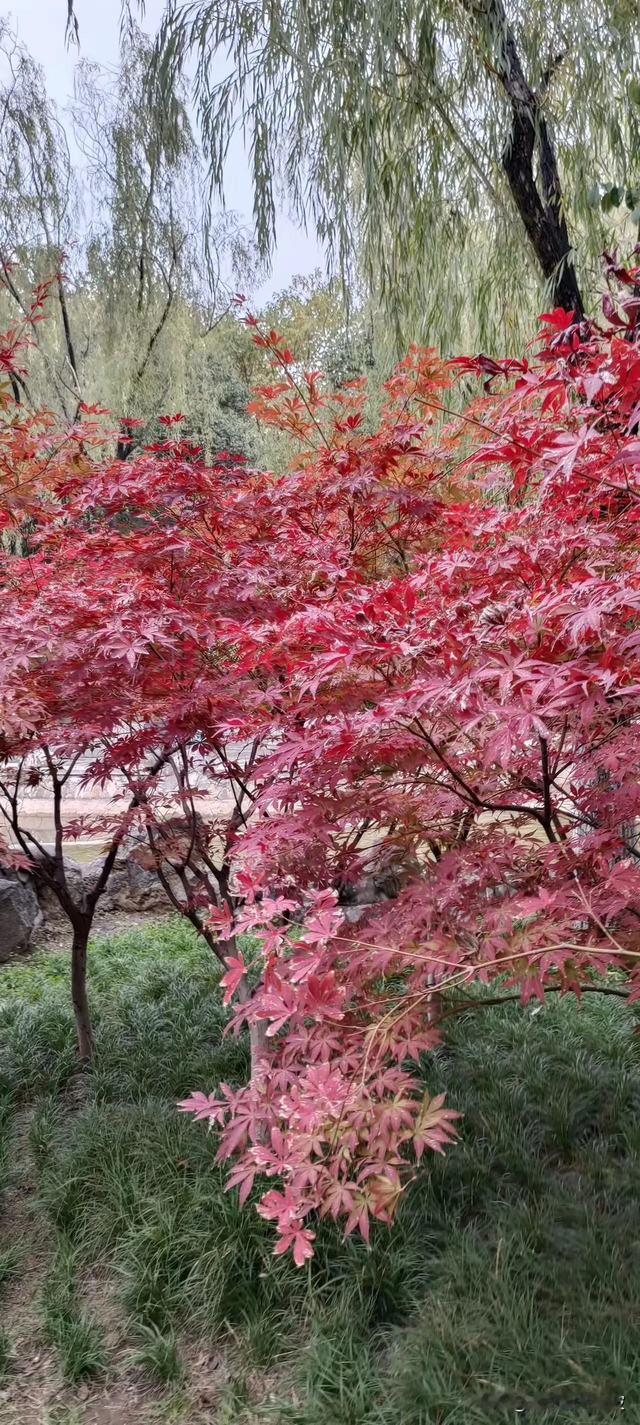 #秋日生活记录#

        在人生的四季里，历经了春的耕耘，夏的生长，秋