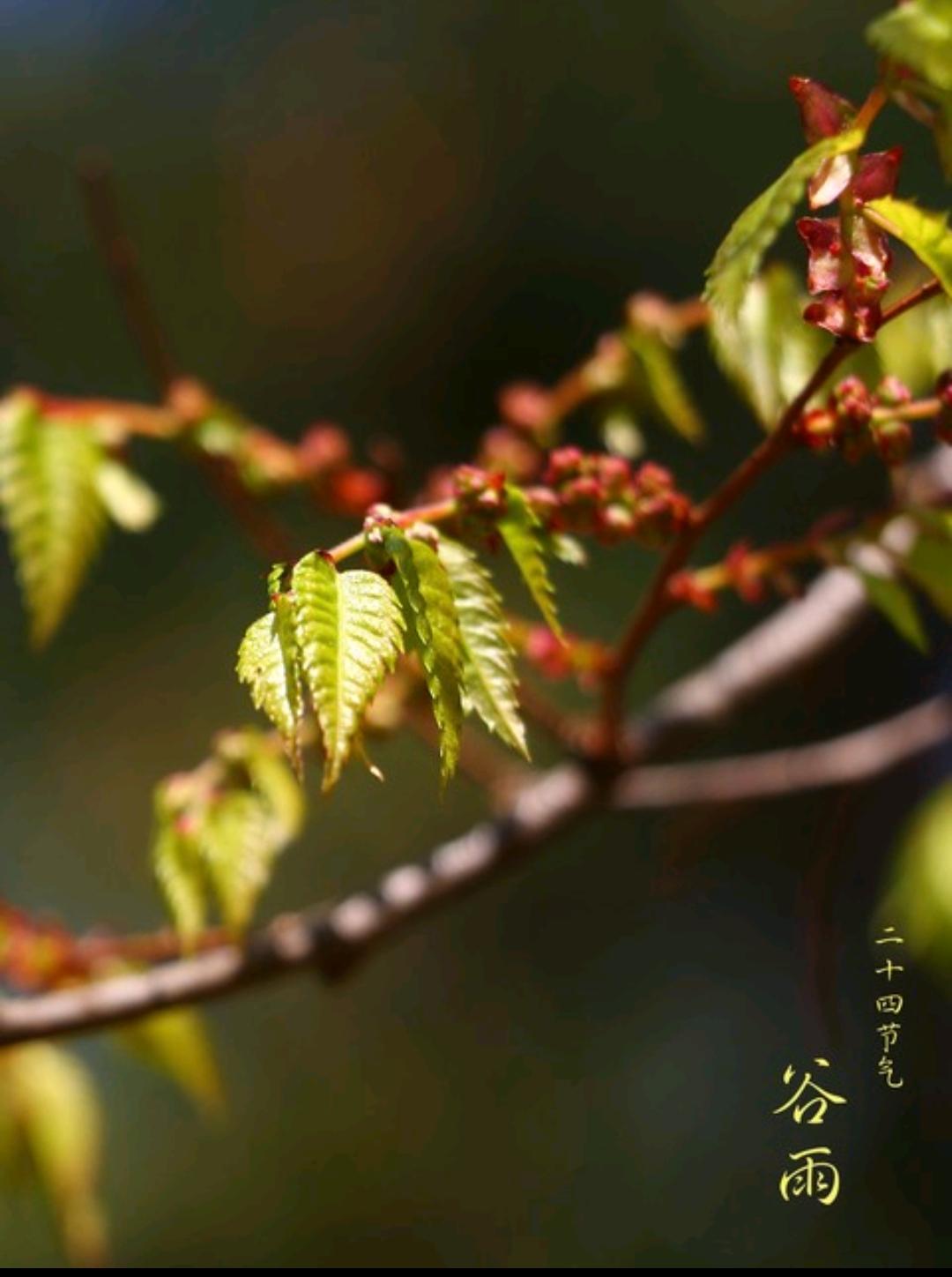倒计时8天！谷雨来了！
 权威定档：4月20日9点38分！
春天最后一个节气，真