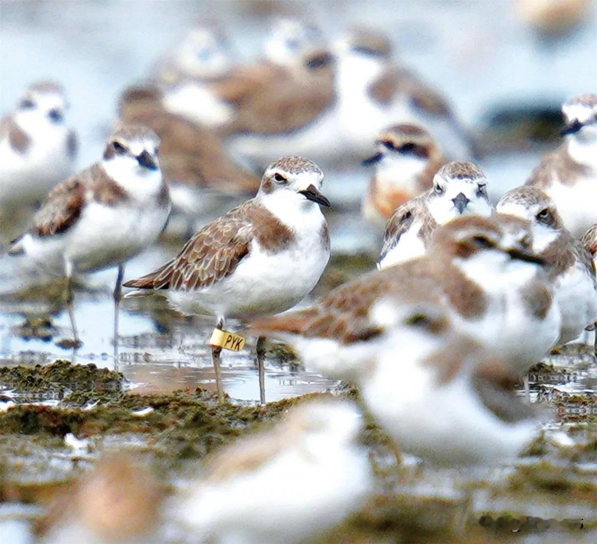上联：南山菊正艳，下联请你对北海鸟犹鸣
