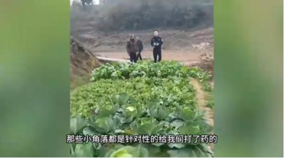 “严查到底！”12月15日，四川达州，一女子到自家菜地摘菜时，闻到一股强烈的农药