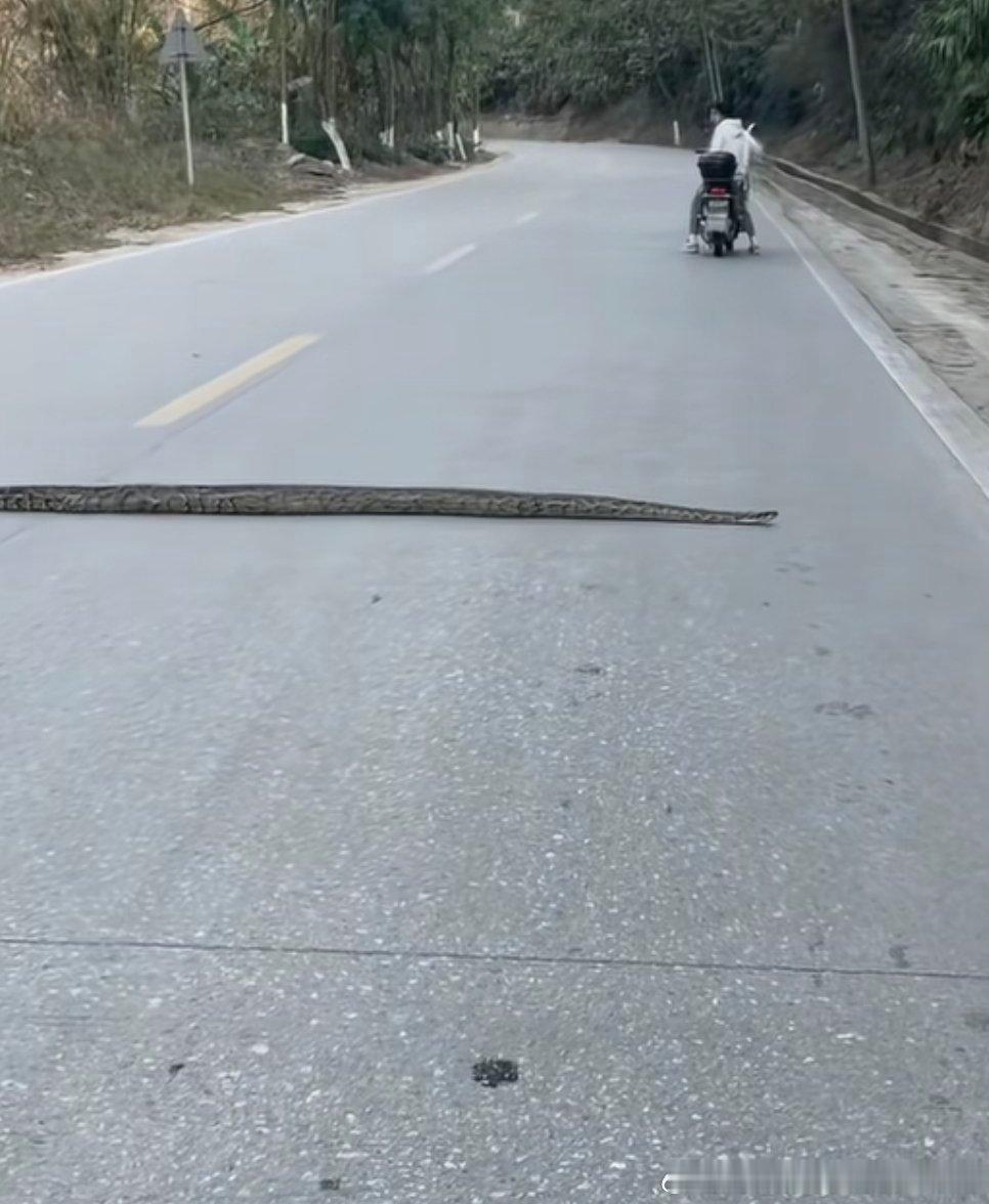 在路上遇到它，你是选择避让还是直接压缩成蛇饼？ 